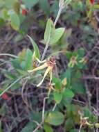 Image of Oxypetalum banksii Schult.