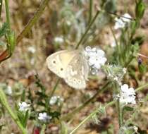 Image of Coenonympha california Westwood (1851)