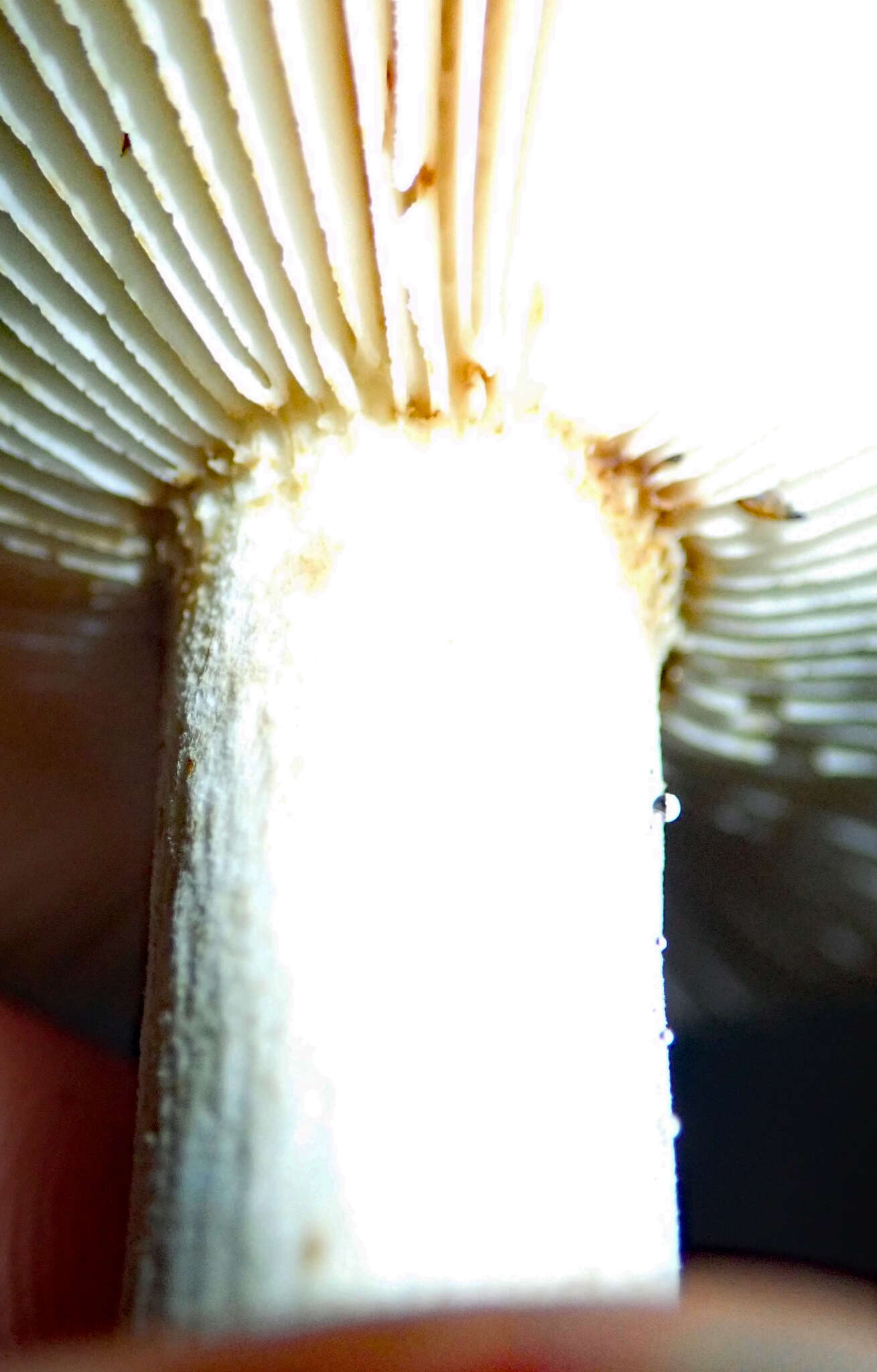 Image of Russula acrolamellata McNabb 1973