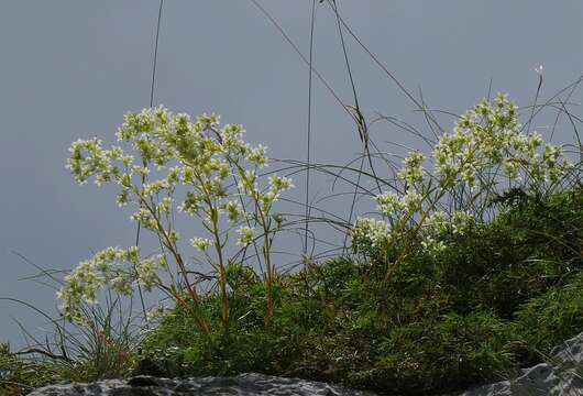 Sivun Saxifraga callosa Sm. kuva