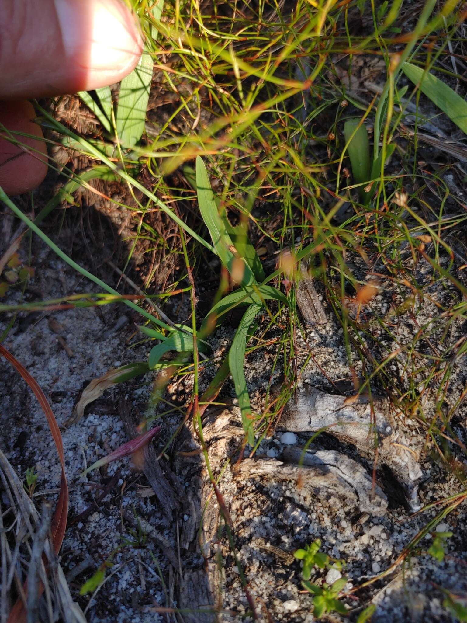 Plancia ëd Hesperantha falcata subsp. falcata