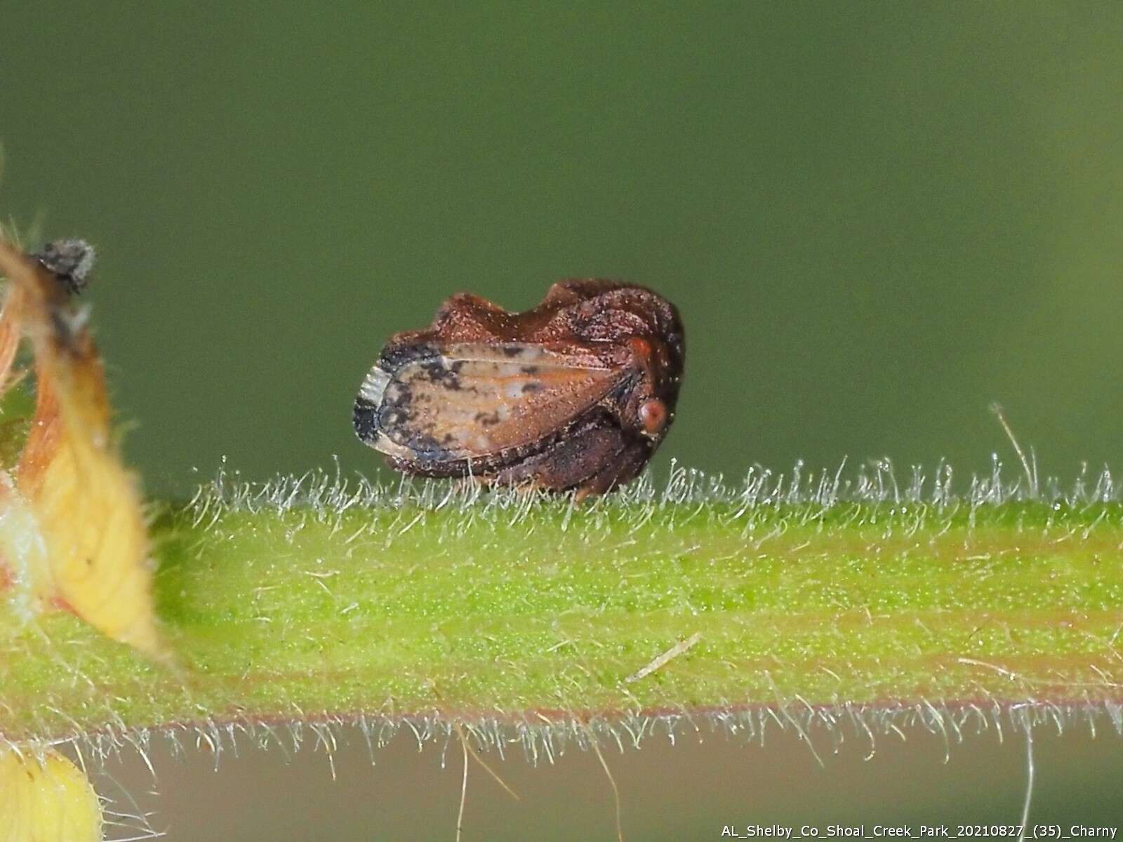 Image of Tylopelta gibbera Stål