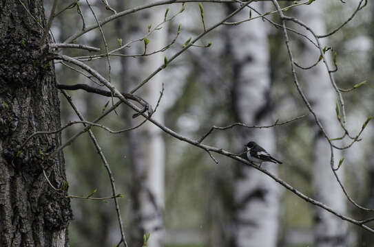 Ficedula hypoleuca sibirica (Khakhlov 1915) resmi