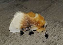 Image of Southern Flannel Moth