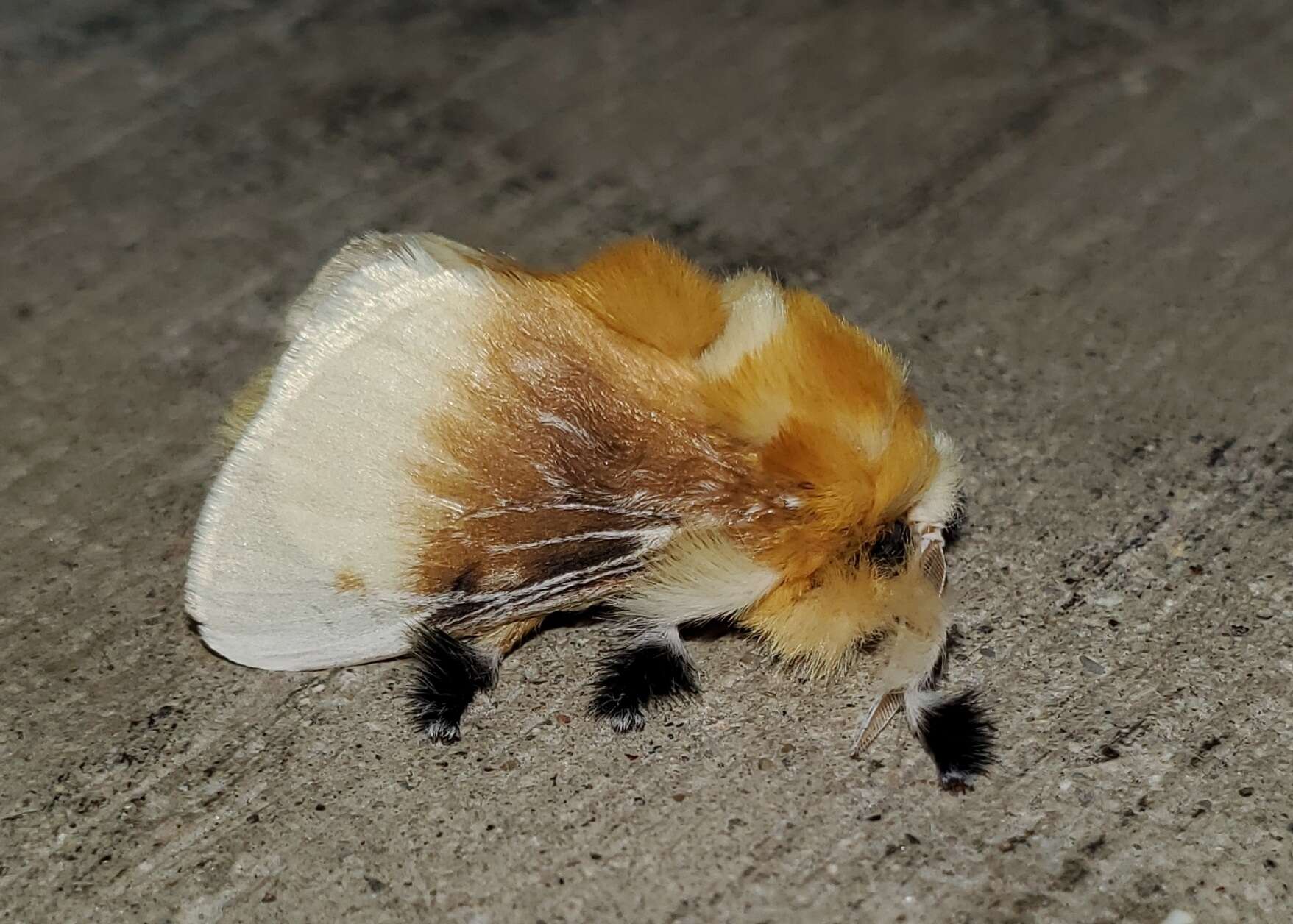 Image of Southern Flannel Moth