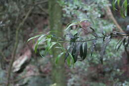 Sivun Podocarpus fasciculus de Laub. kuva