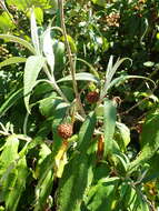 Image de Buddleja globosa Hope