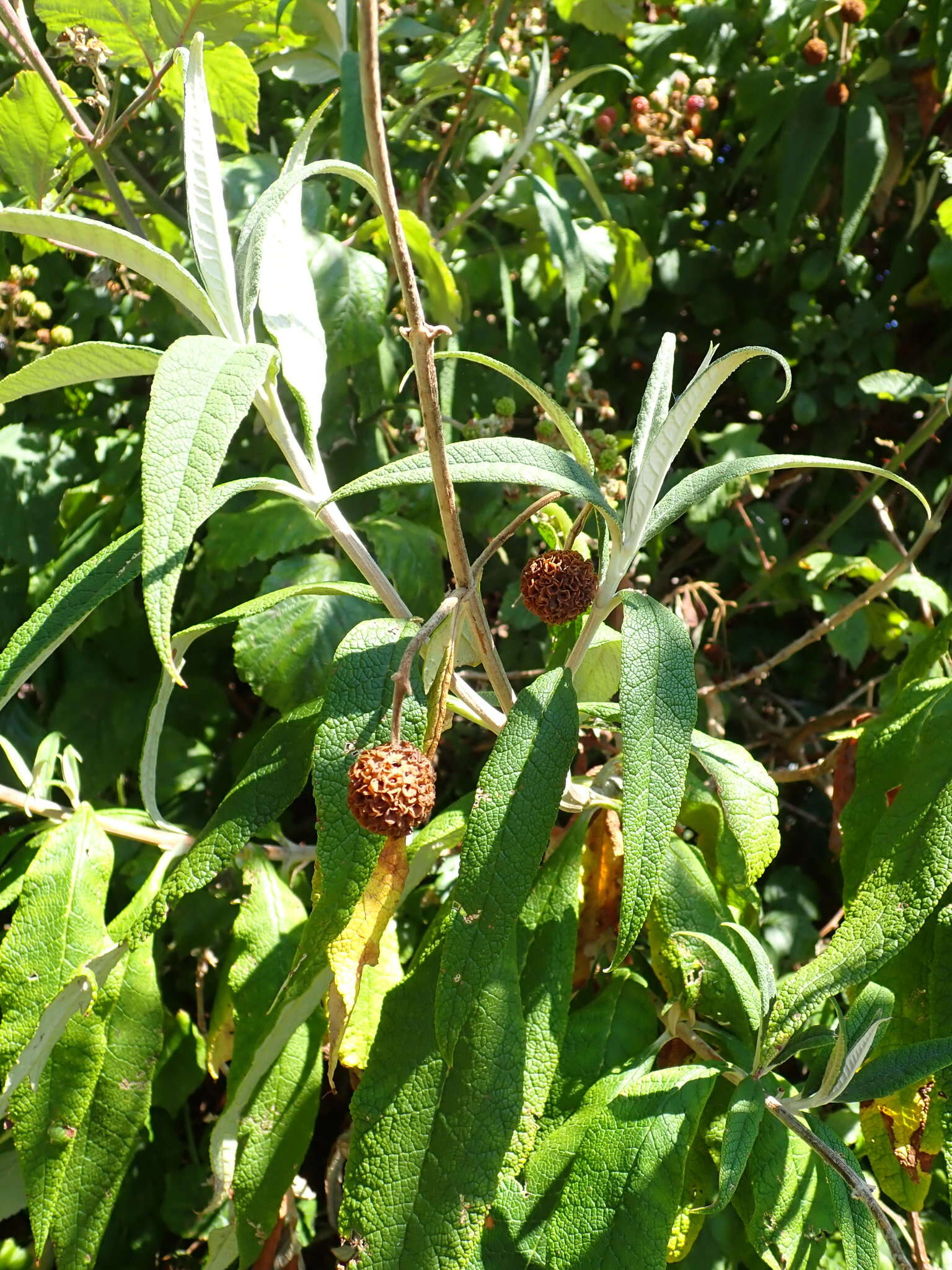 Image de Buddleja globosa Hope