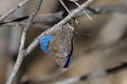 Image of Amaryllis Azure