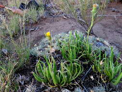 Слика од Senecio asperulus DC.