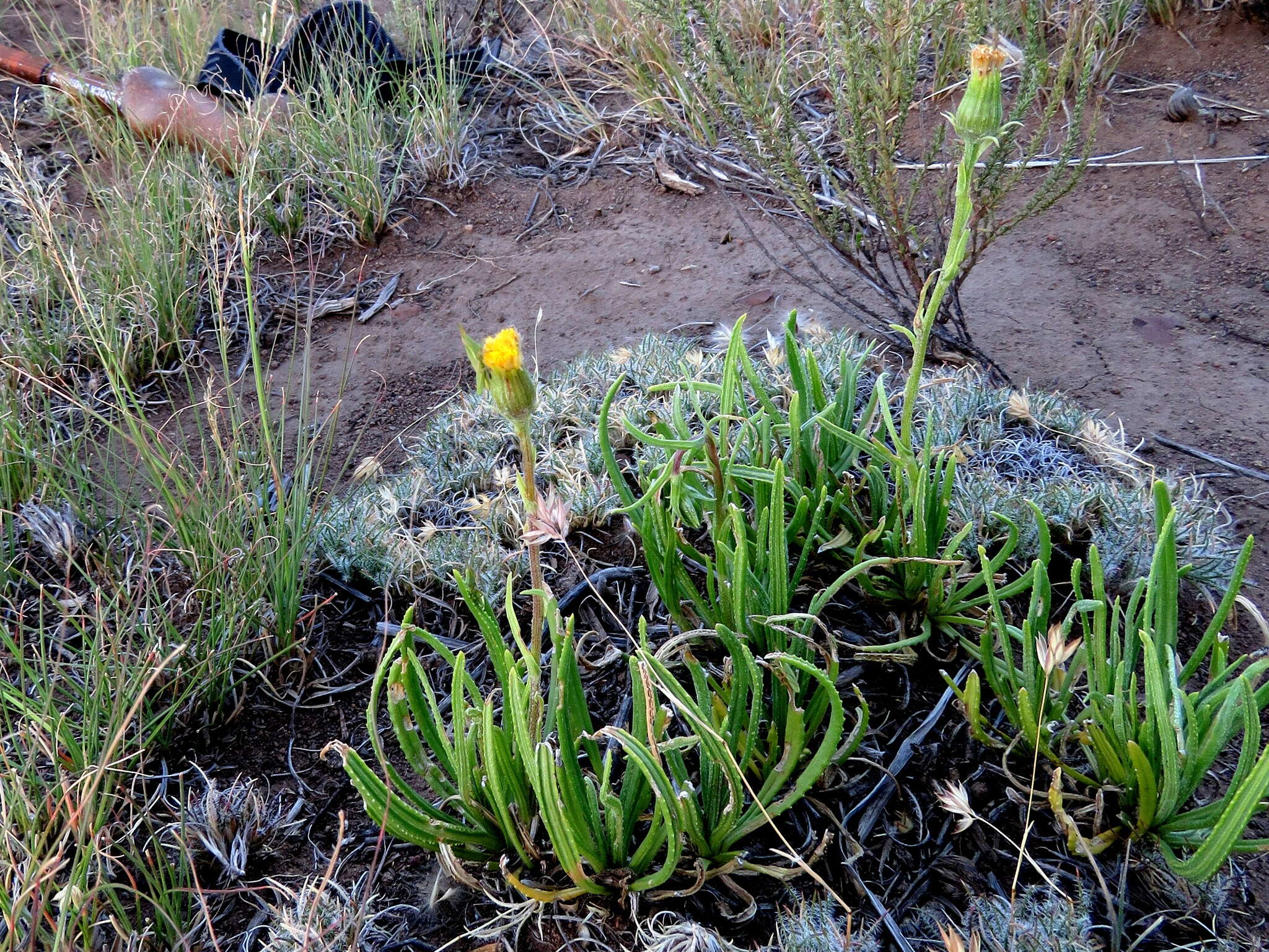 Слика од Senecio asperulus DC.