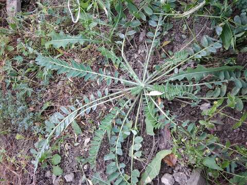 Image of Astragalus fabaceus Bieb.