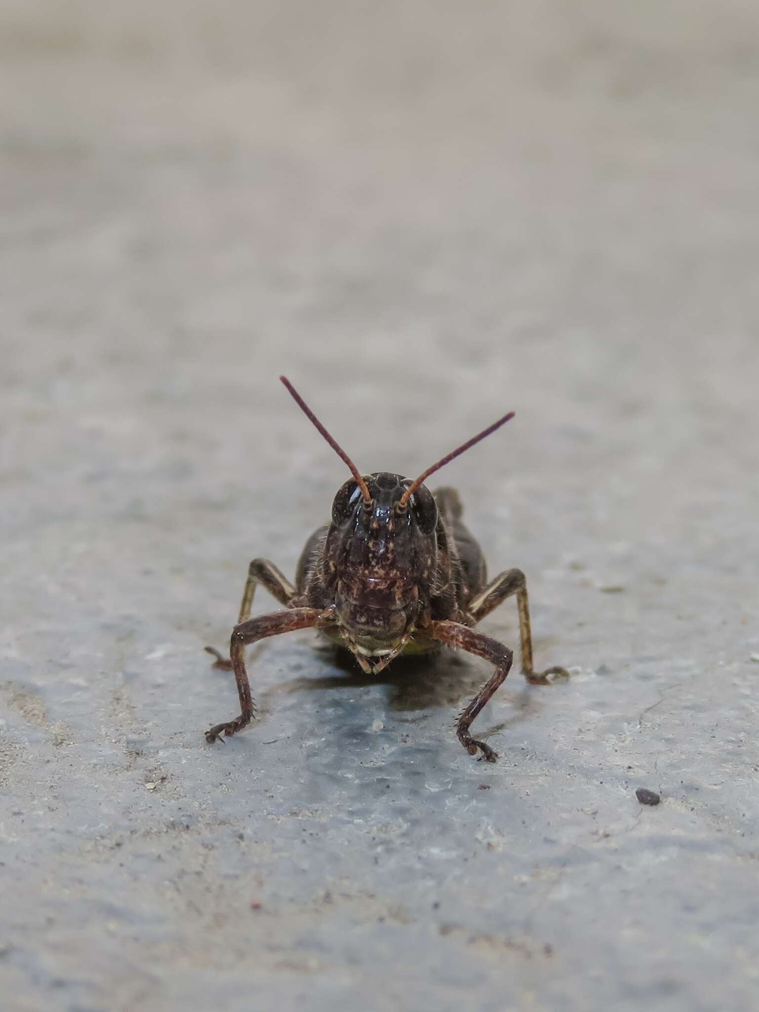 Baeacris bogotensis (Carbonell & Ronderos 1973)的圖片