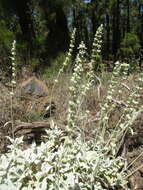 Sideritis oroteneriffae Négrin & P. Pérez resmi