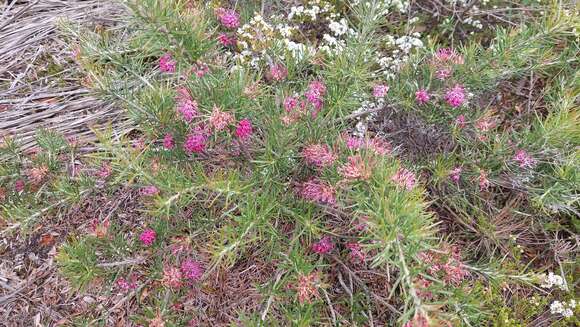 Image of Grevillea confertifolia F. Müll.