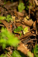 Image of Emerald Forest Frog