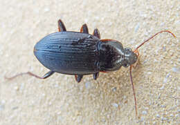 Image of Carabidae