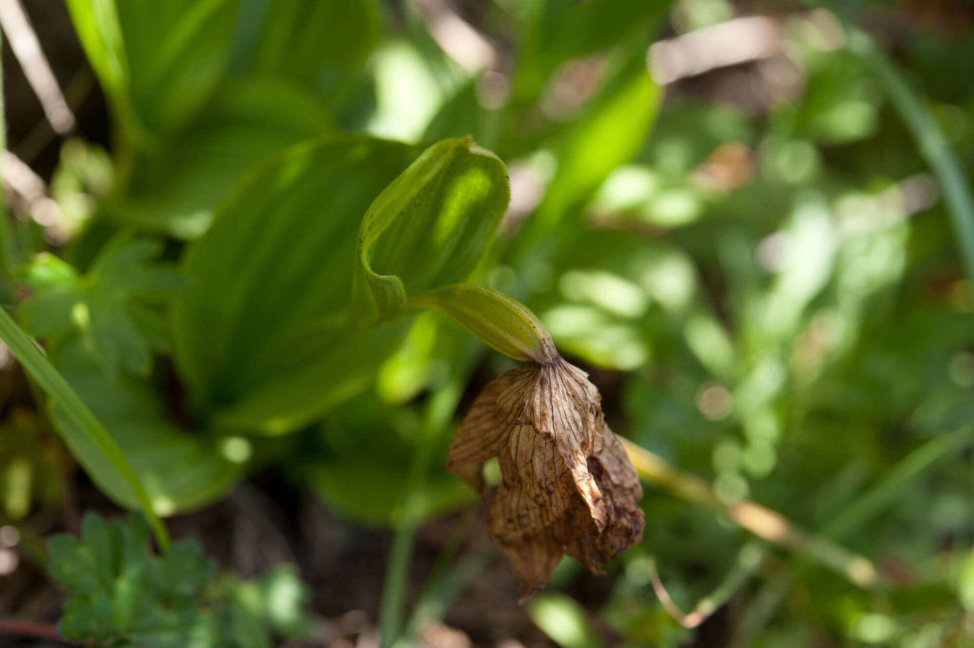 Image de Cypripedium taiwanalpinum