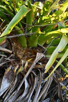 Image of Tillandsia excelsa Griseb.