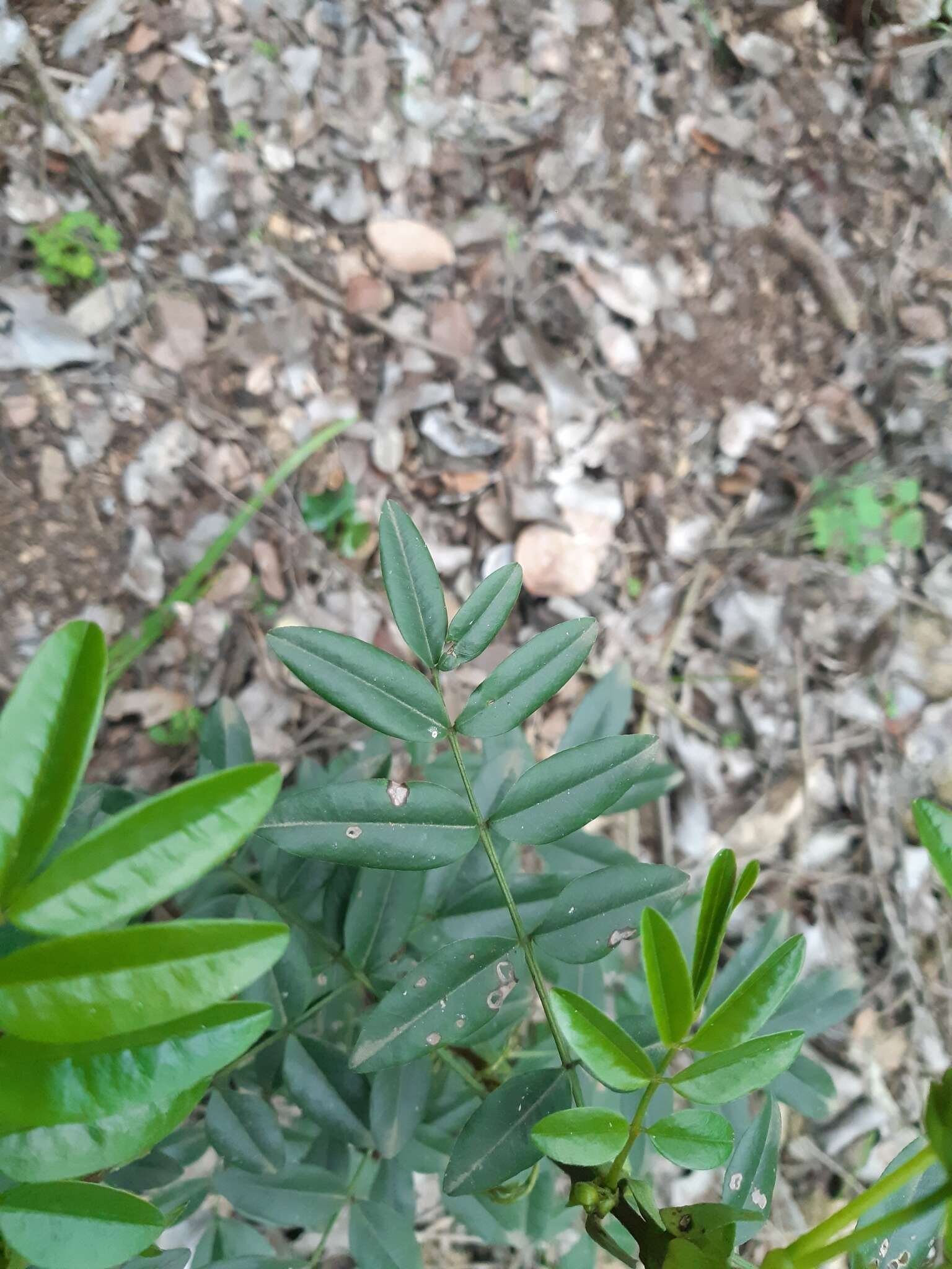 Image of Senna stipulacea (Aiton) H. S. Irwin & Barneby