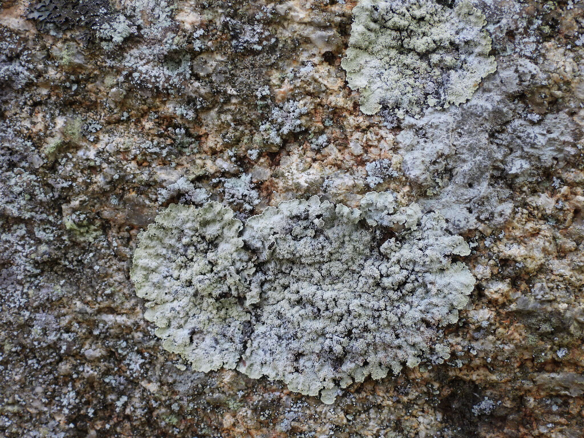 Image of leproloma lichen