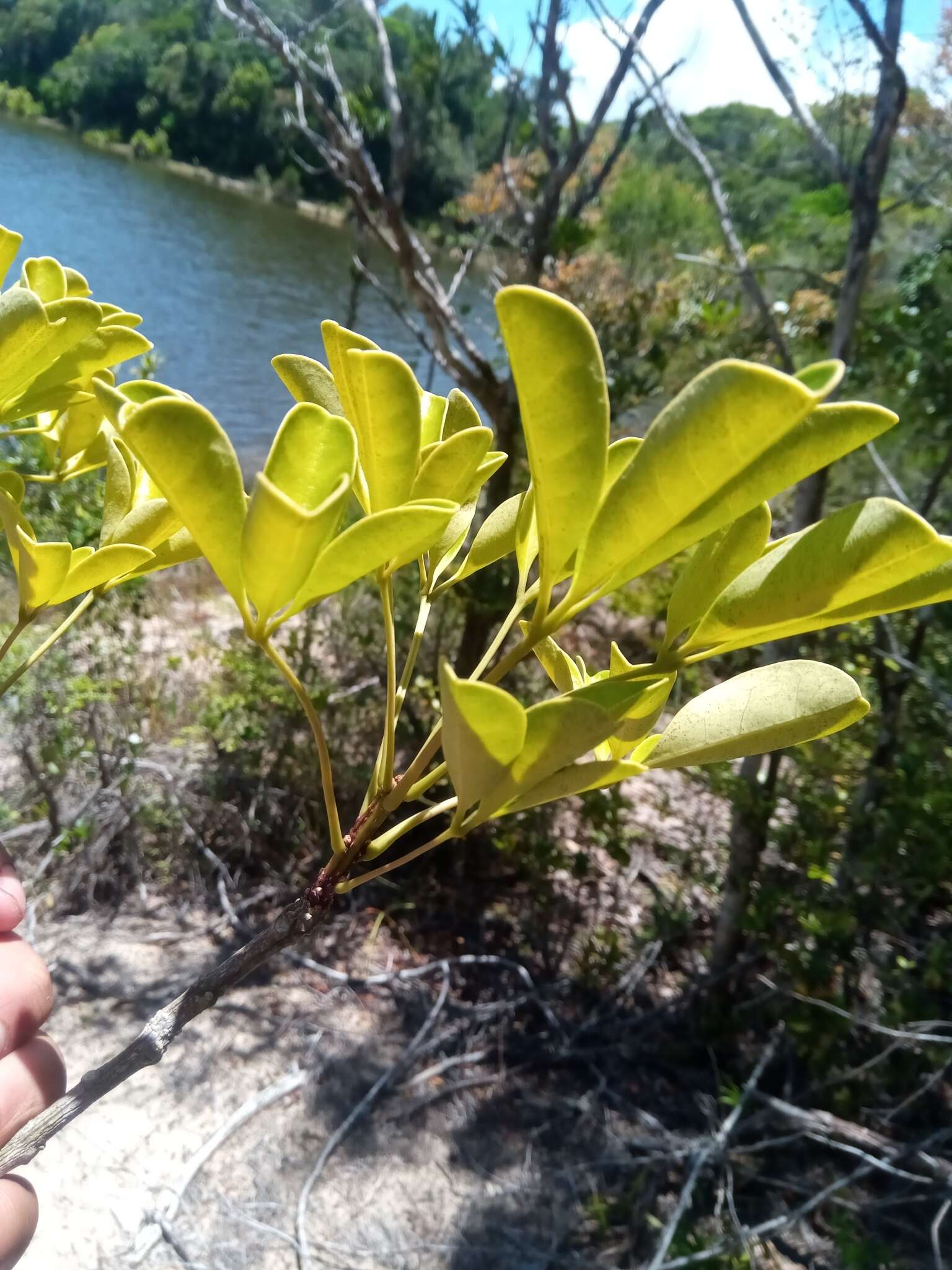 Image of Crateva obovata Vahl