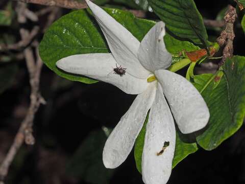 Imagem de Gardenia scabrella Puttock