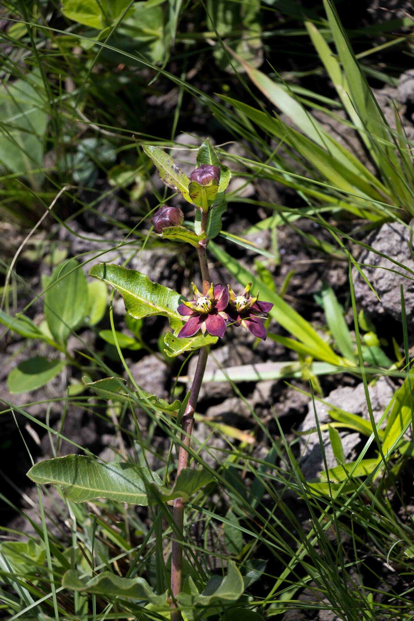 Image of Pachycarpus concolor E. Mey.