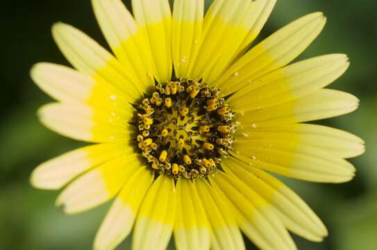 Image of Capeweed