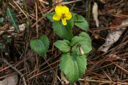 Image de Viola orientalis (Maxim.) W. Beck.