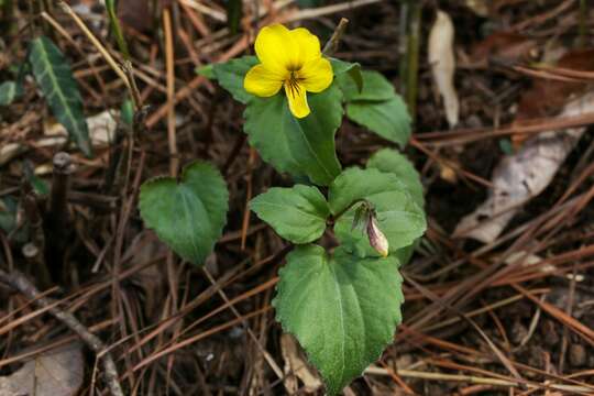 Image of Viola orientalis (Maxim.) W. Beck.