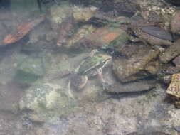 Image of Lithobates spectabilis (Hillis & Frost 1985)