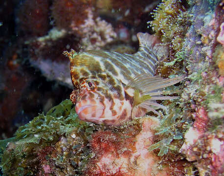 Image of Blotched Hawkfish