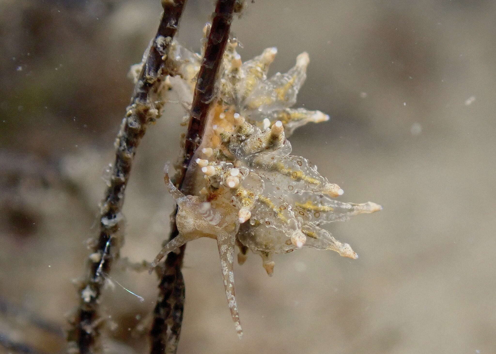 Image de Eubranchus ocellatus (Alder & Hancock 1864)