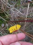 صورة Helenium vernale Walt.