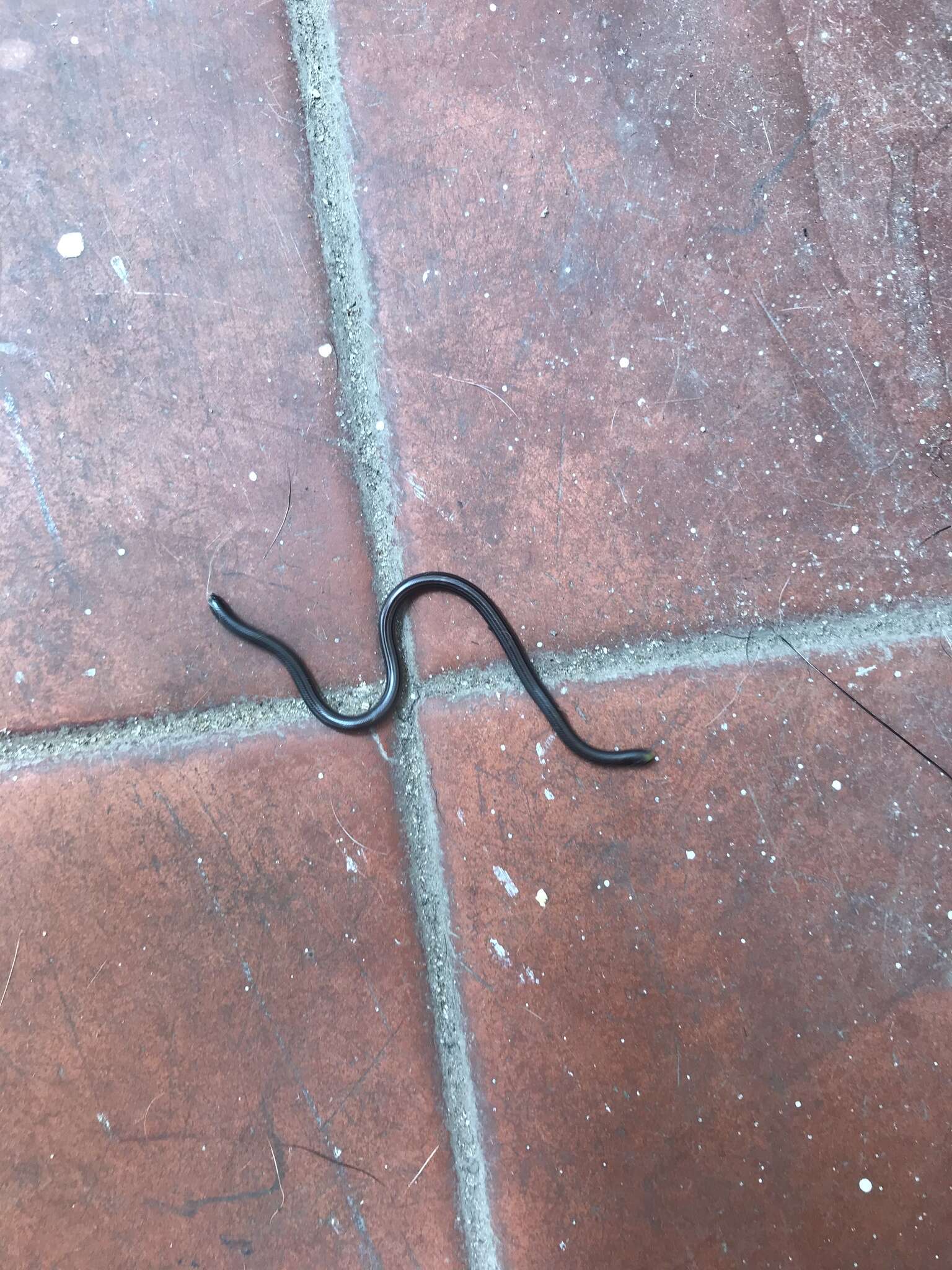 Image of Argentine Blind Snake