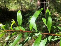 Image of Persoonia iogyna P. H. Weston & L. A. S. Johnson