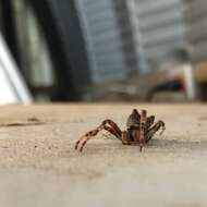 Image of Araneus saevus (L. Koch 1872)