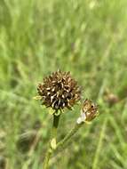 Image of Chapman's Crownbeard