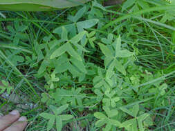 Image of Oxalis bipartita A. St.-Hil.