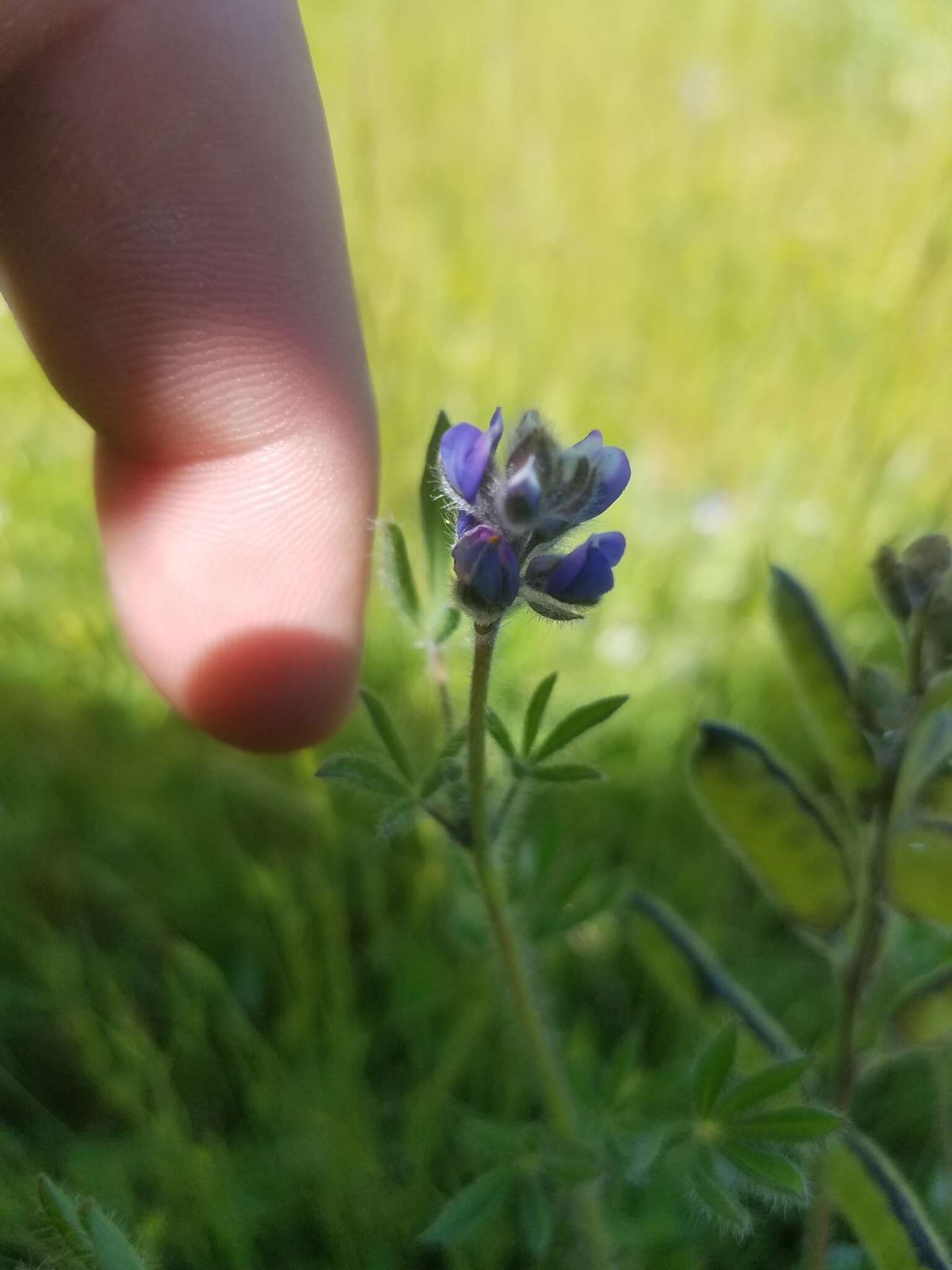 Plancia ëd Lupinus polycarpus Greene