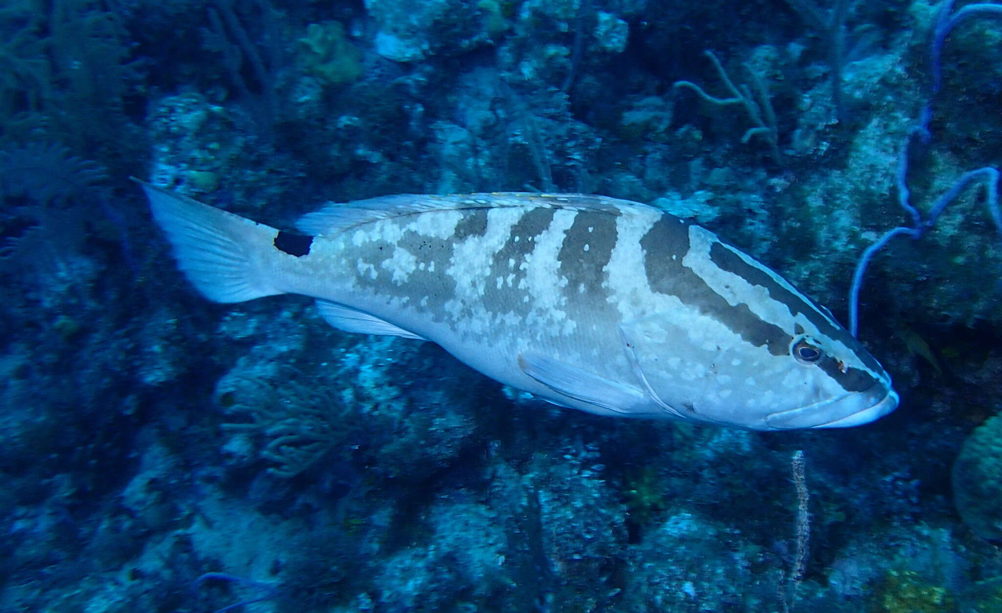 Слика од Epinephelus striatus (Bloch 1792)