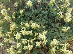 صورة Astragalus curvicarpus var. subglaber (Rydb.) Barneby