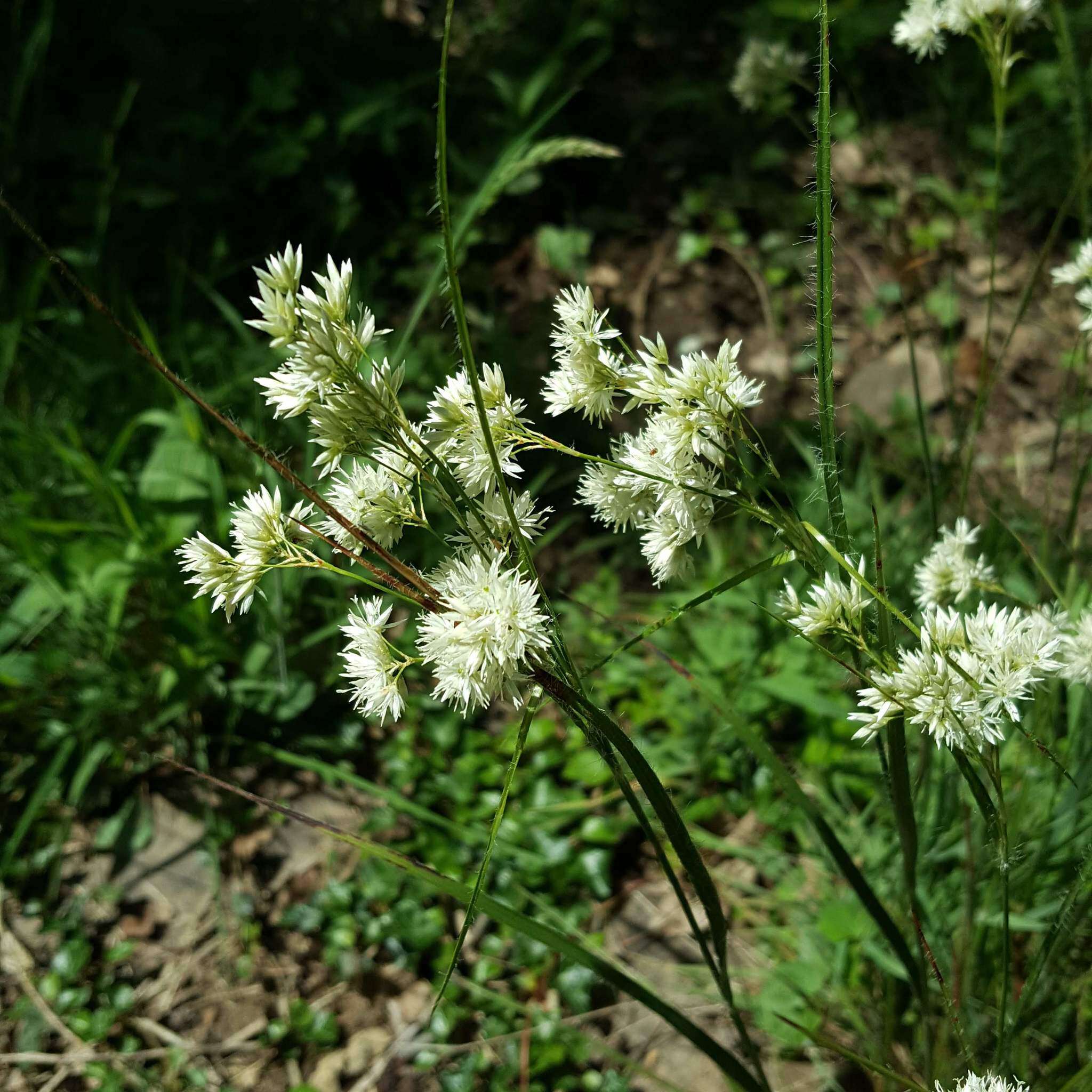 Image of Luzula nivea (L.) DC.