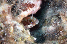 Image of Secretary Blenny