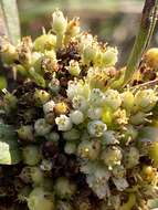 Cuscuta coryli Engelm. resmi