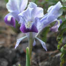 Iris stenophylla Hausskn. ex Baker的圖片