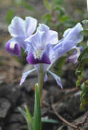 Image of Iris stenophylla Hausskn. ex Baker