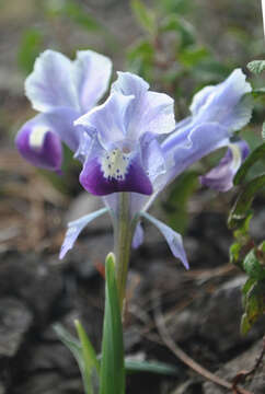 Plancia ëd Iris stenophylla Hausskn. ex Baker