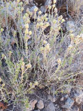 Image of Thymus lotocephalus G. López & R. Morales